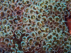 Fimbriaphyllia ancora