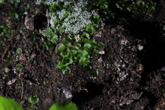 Anogramma leptophylla