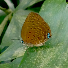 Arhopala major