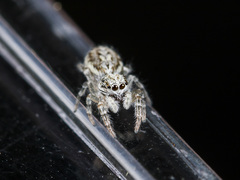 Pseudicius encarpatus