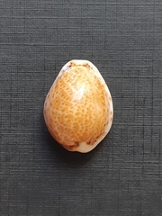 Naria acicularis