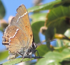 Callophrys spinetorum