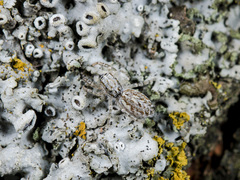 Pseudicius encarpatus