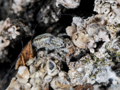 Pseudicius encarpatus