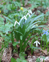 Galanthus lagodechianus