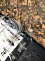 Rhabdoscelus lineaticollis