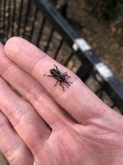 Rhabdoscelus lineaticollis