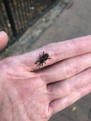 Rhabdoscelus lineaticollis