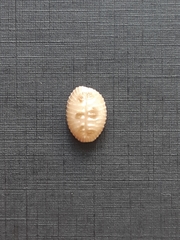 Pusula pediculus