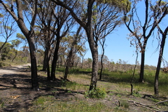Eucalyptus occidentalis
