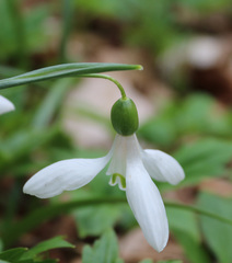 Galanthus lagodechianus