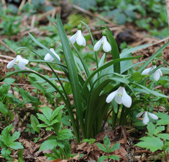 Galanthus lagodechianus