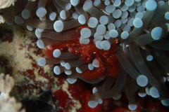 Achaeus japonicus