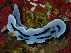 Chromodoris alcalai