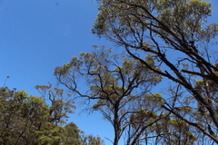 Eucalyptus occidentalis