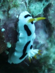 Chromodoris alcalai