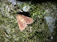 Dendrolimus spectabilis