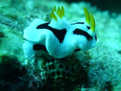 Chromodoris alcalai