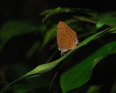 Arhopala