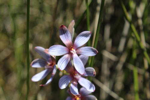Image of Thelymitra canaliculata by (c) Em Lamond, some rights reserved (CC BY)