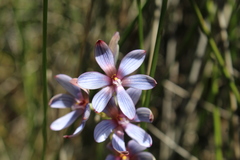 Thelymitra canaliculata