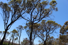 Eucalyptus occidentalis