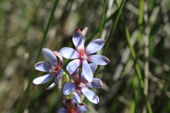 Thelymitra canaliculata