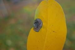 Macrosaccus robiniella