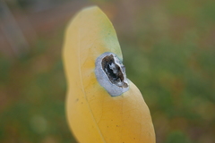 Macrosaccus robiniella