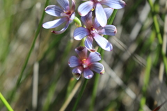 Thelymitra canaliculata