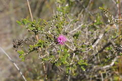 Kunzea recurva