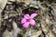 Elythranthera emarginata