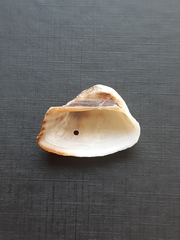 Lamarcka imbricata