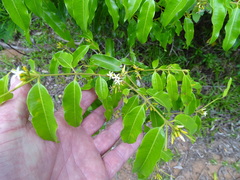 Landolphia kirkii