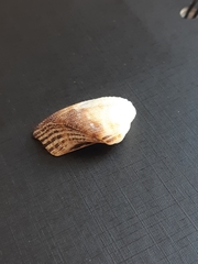 Lamarcka imbricata
