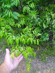 Landolphia kirkii