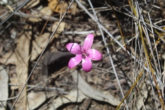 Elythranthera emarginata