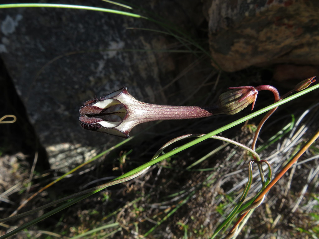 Ceropegia leptophylla, Cacadu, ZA-EC, ZA