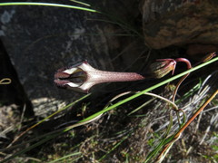 Ceropegia leptophylla