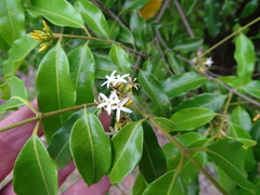 Landolphia kirkii