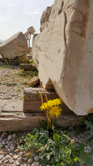 Taraxacum hellenicum