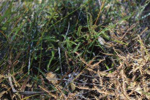 Image of Banksia dryandroides by (c) Em Lamond, some rights reserved (CC BY)