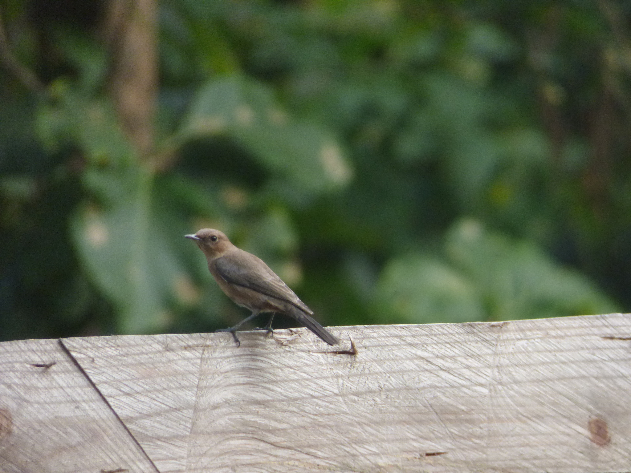 Brown Rock Chat