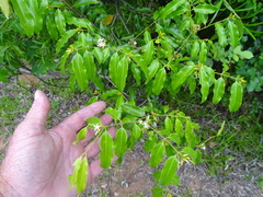 Landolphia kirkii