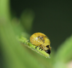 Calomela parilis