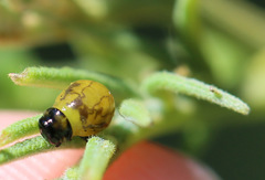 Calomela parilis