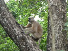 Semnopithecus schistaceus