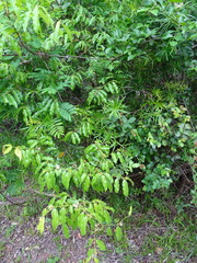 Landolphia kirkii