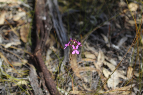Image of Stylidium hirsutum by (c) Em Lamond, some rights reserved (CC BY)