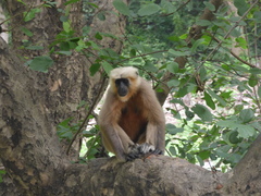 Semnopithecus schistaceus